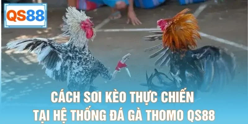 Cách soi kèo thực chiến tại hệ thống đá gà Thomo QS88