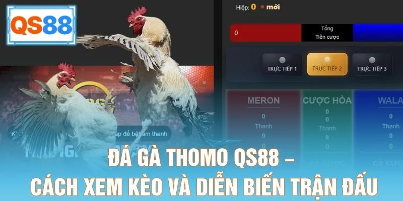 Đá Gà Thomo QS88 – Cách Xem Kèo Và Diễn Biến Trận Đấu