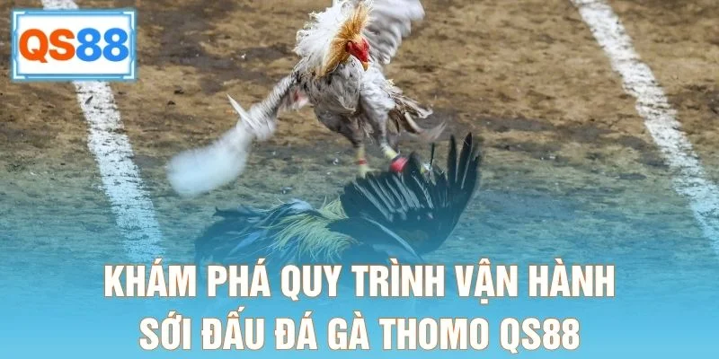 Khám phá quy trình vận hành sới đấu đá gà Thomo QS88
