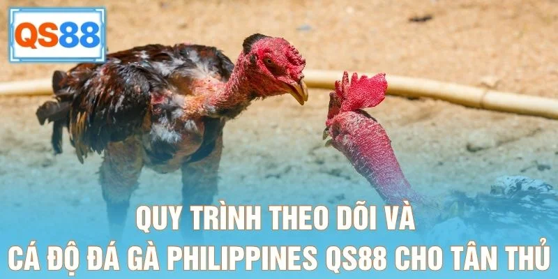 Quy trình theo dõi và cá độ đá gà Philippines QS88 cho tân thủ